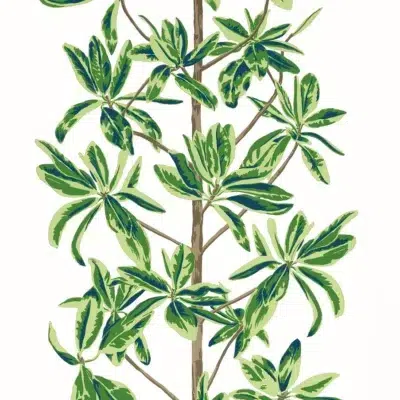 Papel pintado de hojas en color verde Mangrove Tree T45035